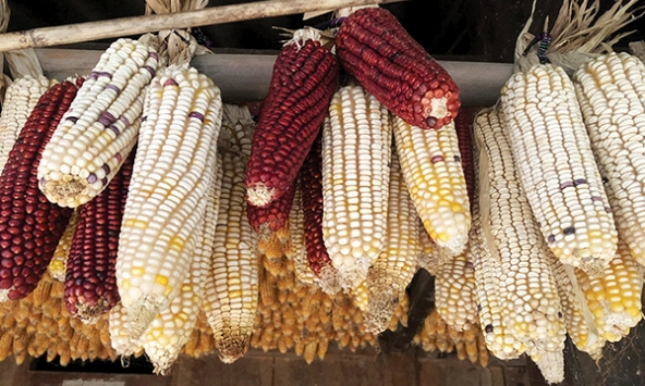 Giống ngô bản địa của người Mông len lỏi giữa nền kinh tế sản lượng