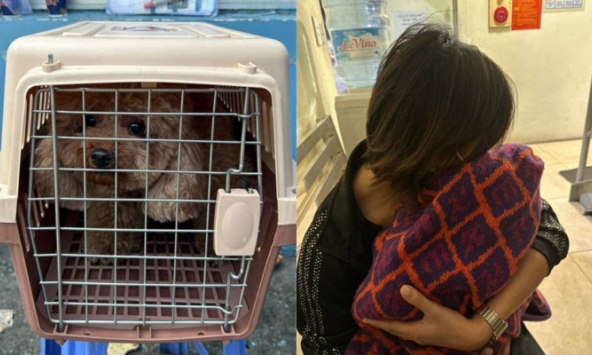Vụ cún cưng của Châu Bùi gặp nạn: Quy trình gửi động vật đi máy bay thực hiện như thế nào?