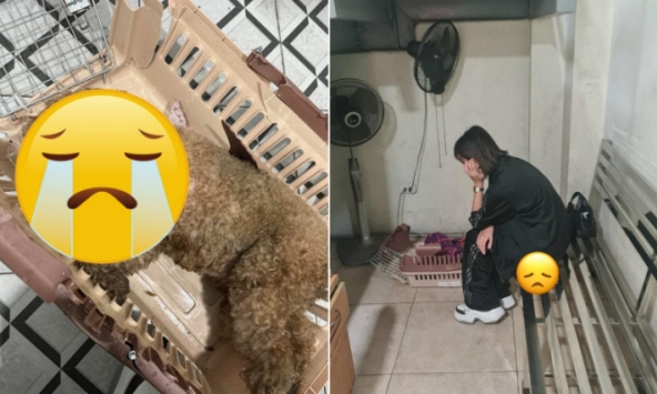 Vụ cún cưng của Châu Bùi mất khi bay ra Hà Nội: Chị ruột bức xúc lên tiếng, dịch vụ vận chuyển né tránh, khoá Fanpage