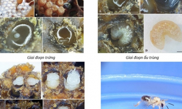 Ghi nhận mới nhiều loài ong mật ít dẫn liệu tại khu vực Tây Bắc