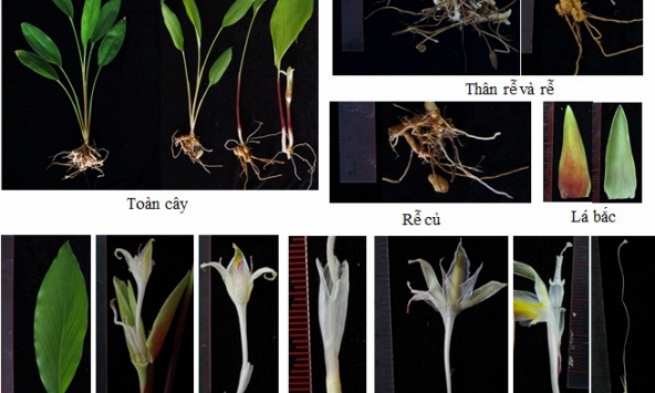 Bào chế thành công sản phẩm viên nén (bao phim) Lan Kim Tuyến và viên nén (bao phim) Sâm Đá hỗ trợ sức khoẻ cho bệnh nhân ung thư