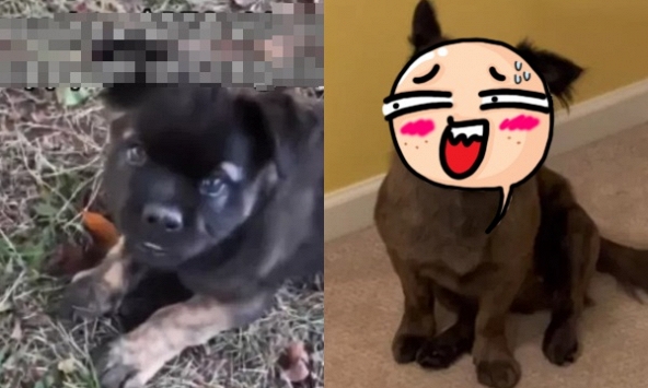 Mua cún con giá hơn 6 triệu VNĐ về yêu thương hết mực, diện mạo con vật khi lớn người phụ nữ phải nhận những câu hỏi đầy nghi ngại