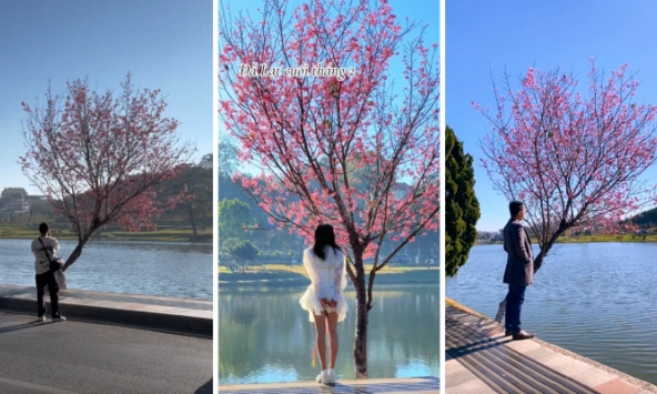Cây mai anh đào hot nhất Đà Lạt lúc này: Vị trí đắc địa, ôm trọn vẻ đẹp của xứ sở ngàn hoa
