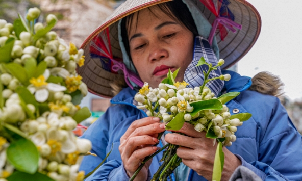 Hoa Bưởi đầu mùa ở Hà Nội bán giá 500,000 đồng/kg vẫn đắt hàng