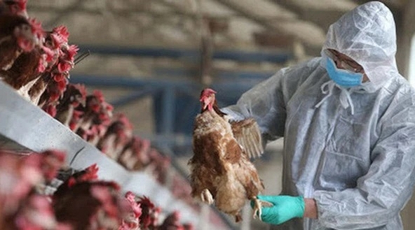 Bộ Y tế thông tin về ca mắc cúm A/H5N1 tử vong tại Khánh Hòa