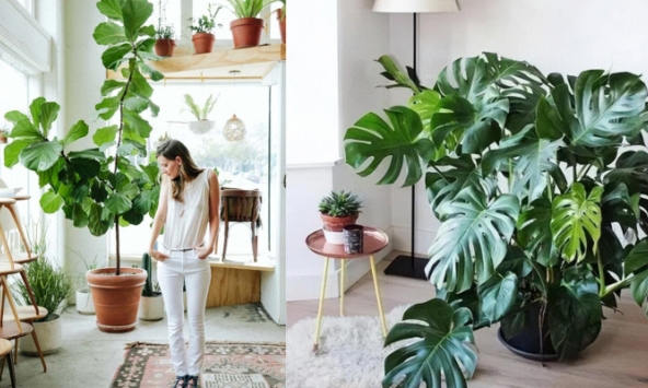 Nhà giàu 'khoái' chưng 5 cây xanh lá lớn, sức sống bừng bừng ở phòng khách để phú quý không ngừng chảy vào nhà