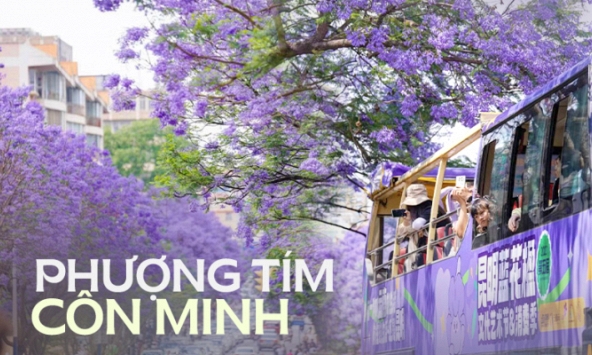 Phượng tím ở Côn Minh đã nở: Cả thành phố như chìm trong biển hoa mộng mơ, 'tín đồ xê dịch' không thể bỏ qua dịp xuân hè