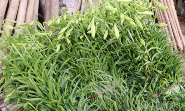 Người dân Tây Tựu tất bật thu hoạch hoa loa kèn tháng 4