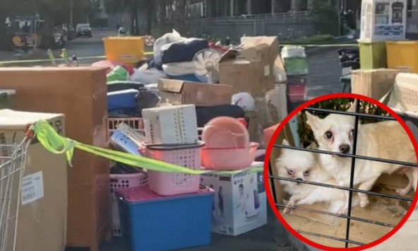 Xôn xao chuyện cô gái bị đuổi khỏi chung cư vì nuôi 19 chú chó trong căn hộ, diễn biến sự việc khiến nhiều người hồi hộp theo dõi