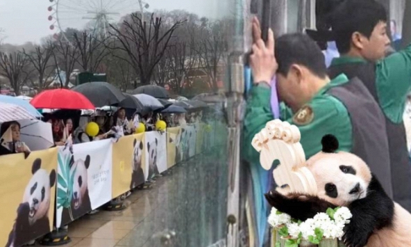 Đỉnh lưu Fubao về nước: Hàng dài người Hàn Quốc xếp hàng dưới mưa chào tạm biệt, ông Song gục đầu bên xe chào 'cháu gái' lần cuối