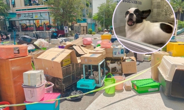 Tình hình sức khỏe của 19 con chó sau khi chủ nhân bị đuổi khỏi chung cư TP.HCM: Cần hỗ trợ y tế và sức người hỗ trợ chăm sóc