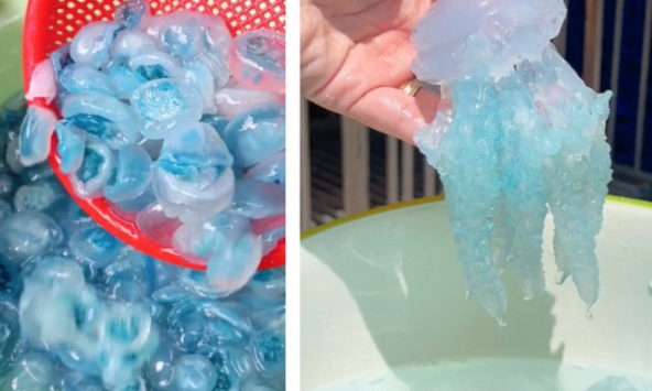 Con nuốc là con gì mà hôm nay lại xôn xao khắp MXH: Giá lên tới 200k/kg, từ món ăn độc lạ trở thành 'cơn sốt' ẩm thực