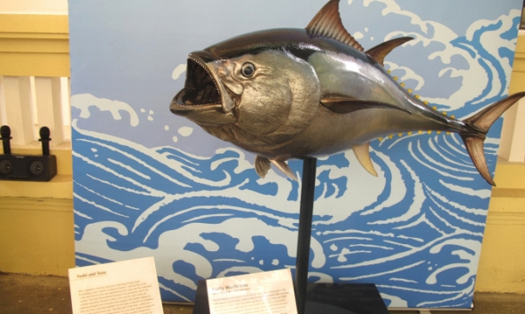 Hóa ra nguồn gốc món sushi không ở Nhật Bản, nhưng…