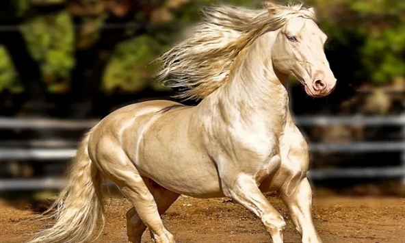 Xôn xao thông tin ngựa Akhal-Teke xuất hiện tại Việt Nam: Giống ngựa quý hiếm, đắt đỏ bậc nhất hành tinh khiến giới siêu giàu khao khát