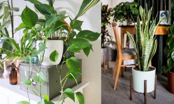 Người thông minh bí mật trồng 6 cây cảnh trong nhà: Vừa gia tăng vận khí lại biết 'nuốt' bụi bẩn, làm đẹp không gian 