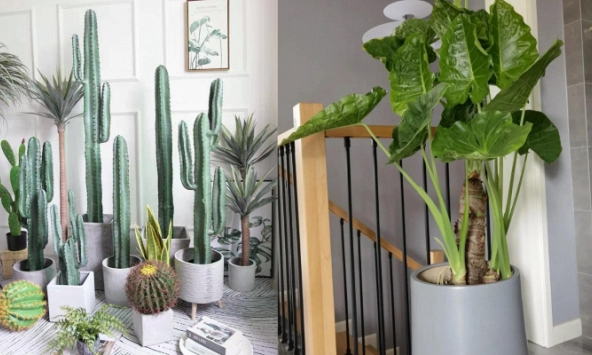 Phòng khách có 5 loài cây này, gia chủ phải dẹp ngay: Toàn 'sát thủ ngầm', ẩn chứa nguy hiểm không ai ngờ