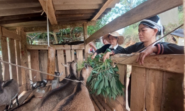 Được hỗ trợ sinh kế, phụ nữ vùng cao vươn lên làm chủ kinh tế