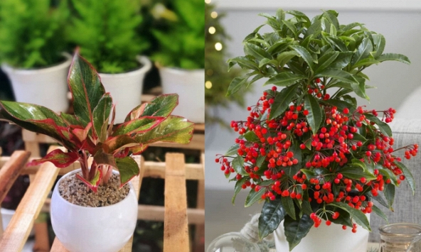 Nhà giàu mê tít 3 loài cây này: Nghe tên thôi đã thấy phú quý tiền tài, gia chủ muốn nghèo cũng khó