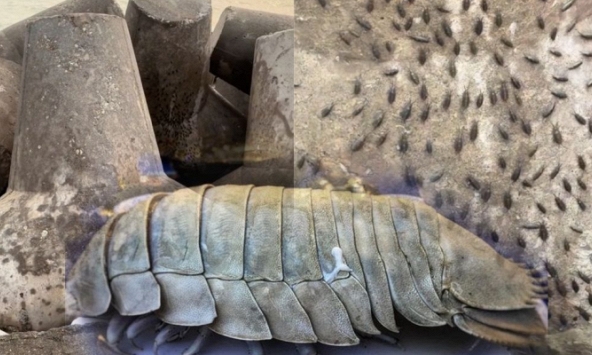 Sự thật về ổ gián trên đảo Cô Tô khiến nhiều người sợ hãi: Nhìn 'hú hồn' nhưng lại là một món đặc sản biển, giá vài triệu/kg?