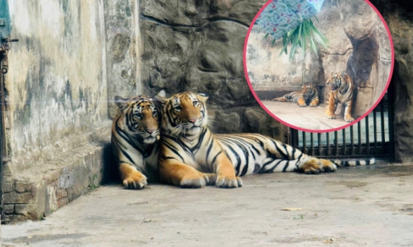  Thảo Cầm Viên Sài Gòn tổ chức thôi nôi cho 2 bé hổ Bengal: Hai chú bé thích thú bốc đồ vật chọn quà  