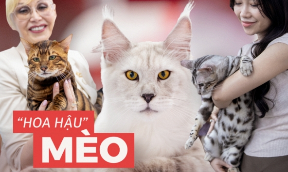 Hội con sen 'hộ tống' hoàng thượng đi thi nhan sắc: Cung phụng hết cỡ, cắt giảm chi tiêu của mình dành 100 triệu/tháng lo cho mèo