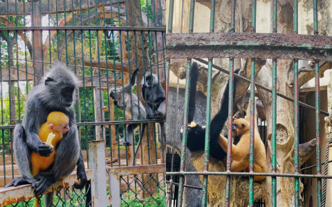 Xôn xao 'scandal tình ái' khi đôi khỉ xám sinh ra một chú khỉ con lông vàng: Thảo Cầm Viên Sài Gòn lên tiếng phân trần