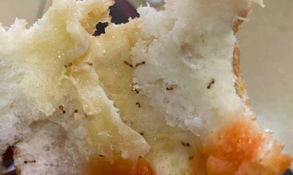 Ổ bánh mì của thương hiệu nổi tiếng 'đính kèm'... ổ kiến, dân mạng phản ứng bất ngờ: 'Lỗi thời mới đi ăn bánh mì này!'