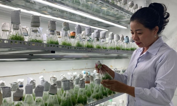 TS Bá Thị Châm: Bảo tồn và nâng tầm cây thuốc bản địa ở Việt Nam