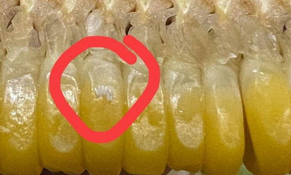 Xôn xao 'ổ trứng nhặng' trên bắp ngô của quán bánh tráng nổi tiếng Hà Nội: Nhân viên nói 'sữa ngô', dân mạng tranh cãi vì lý do bất ngờ