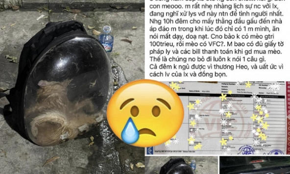 Chú mèo giá 80 triệu chết ngạt sau 5 tiếng trong cốp xe vận chuyển, thái độ của lái xe gây bức xúc khiến chủ mèo phải báo công an