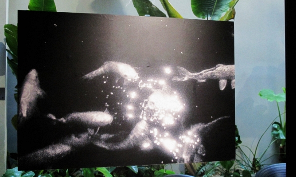 Chàng trai “tuổi ngựa” và những vẻ đẹp tiềm ẩn lạ kỳ trong màn đêm 