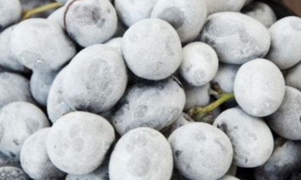 Quả cực quen này để đông lạnh cả vỏ rồi ăn trở thành kho chất chống oxy hóa, “đánh đuổi” ung thư