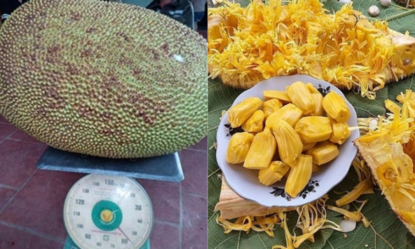 Liên tục xuất hiện nhiều quả mít 'khủng' ở Việt Nam nhưng bạn có biết: Mít cực tốt lại 'cực độc' với 5 nhóm người sau!