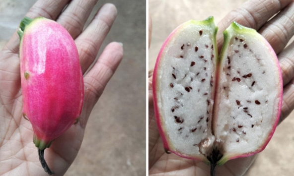 Loại quả kì lạ tại Việt Nam, nhìn tưởng chuối nhưng bổ ra lại giống thanh long