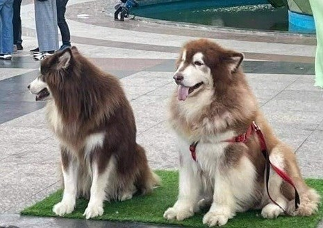 Những chú chó Alaska bị đánh đập dã man ở Đà Lạt hiện đang ở đâu?