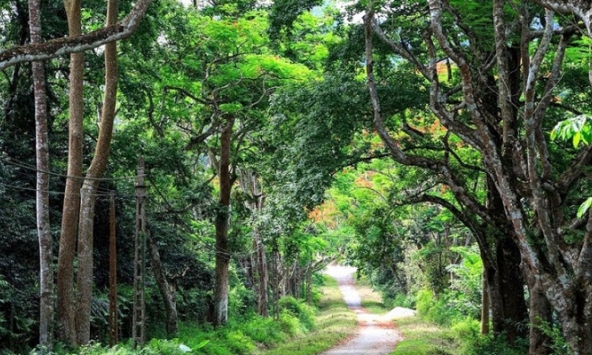 Rừng Cúc Phương lần thứ 6 được vinh danh Vườn quốc gia hàng đầu châu Á