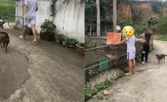 Xôn xao chuyện mẹ ném 5 chú chó con xuống ao để 'dạy dỗ' con trai, hình ảnh chó mẹ lẽo đẽo theo chân chủ khiến dân mạng xúc động
