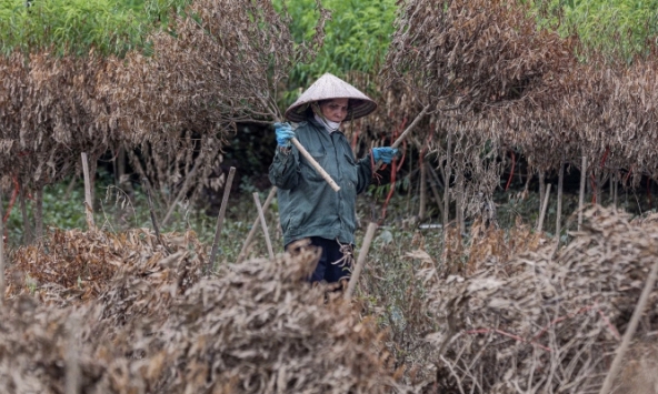 Hàng chục ngàn gốc đào ở Nhật Tân, Phú Thượng chết khô sau khi bị nước lũ nhấn chìm