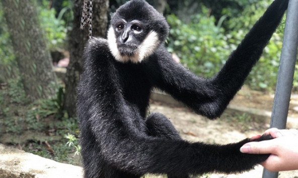  Chương trình bảo tồn các loài động vật hoang dã quý hiếm của Việt Nam