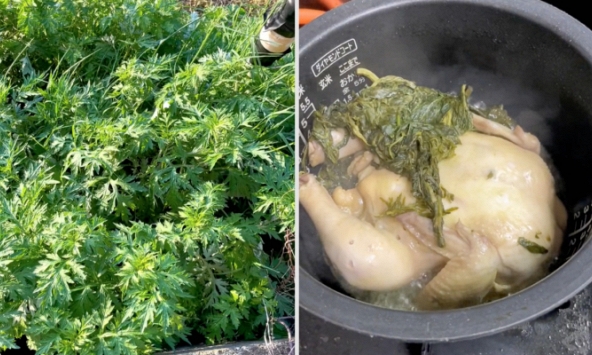 Học theo TikTok hái 'cỏ dại' về ăn, chàng trai Việt ở Nhật gặp hàng loạt dấu hiệu giống ngộ độc và sự thật phía sau