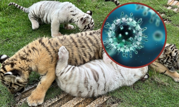 Lần đầu tiên hàng chục cá thể hổ chết vì cúm A/H5N1 tại Việt Nam, độc lực của loại virus này mạnh đến thế nào?