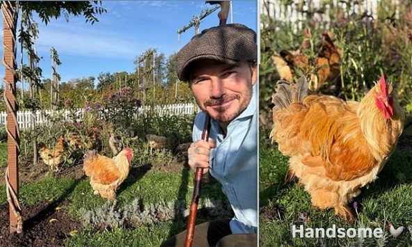 Mua dinh thự 2 nghìn tỷ nhưng không ở, David Beckham lại chọn dành cuối tuần sống cạnh đàn gà