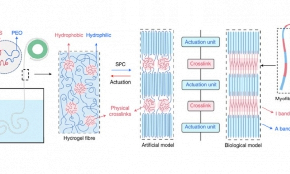 Chế tạo cơ nhân tạo mô phỏng cấu trúc và hoạt động của cơ bắp con người và in 3D sinh học
