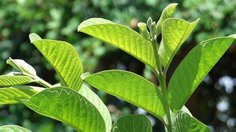  Quy trình sản xuất trà lá ổi lên men có gì lạ?