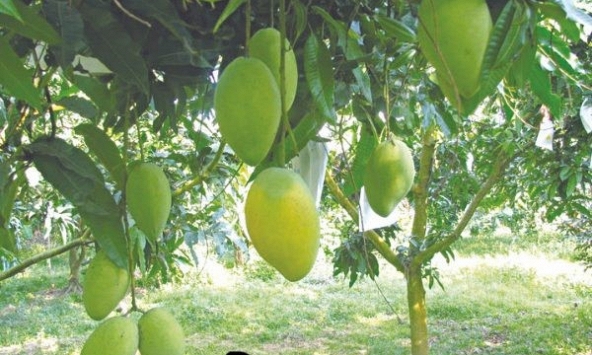 Tối ưu hóa quá trình siêu âm hỗ trợ thẩm thấu và sấy chân không đến chất lượng xoài sấy dẻo