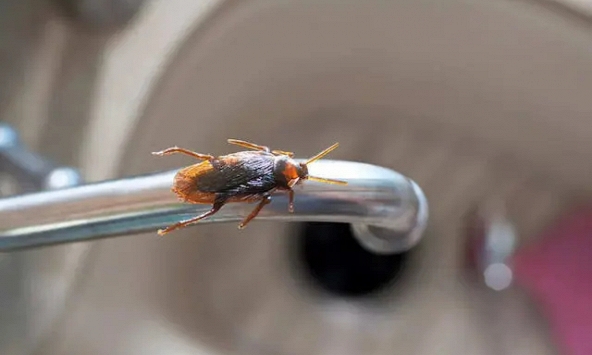 Độc lạ Ấn Độ: Nam thanh niên đau bụng dữ dội, bác sĩ phát hiện 1 chú 'tiểu cường' sống mắc kẹt trong ruột