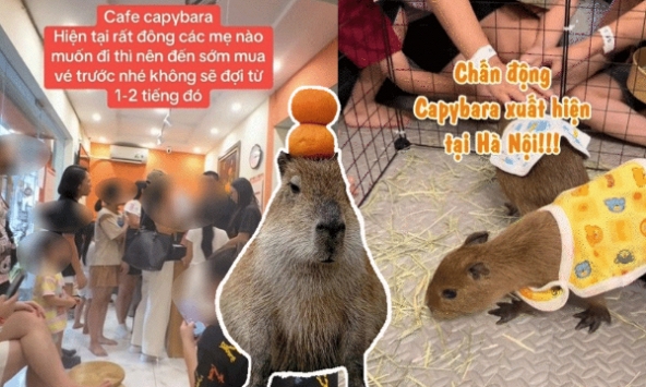 Capybara xuất hiện tại Hà Nội: Có người đi 3 lần mới được vào gặp 'thần tượng', 25 phút vuốt ve quá ngắn ngủi so với số tiền bỏ ra?