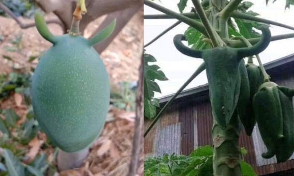 Quả xoài đột biến 'mọc sừng', hoá ra không phải là trường hợp duy nhất