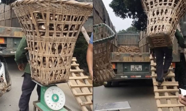 Người đàn ông cõng gùi sắn 160kg vẫn leo lên thùng xe tải thoăn thoắt: “Gánh trên lưng cả gia đình phải khác”