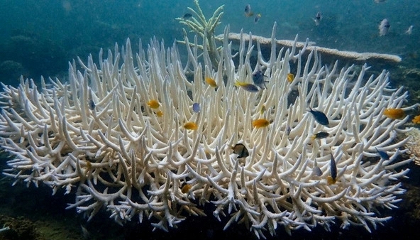 Cơ chế sinh tồn thú vị của san hô trước biến đổi khí hậu